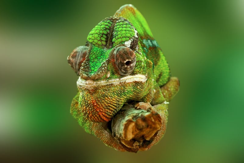 Terrarium Kit